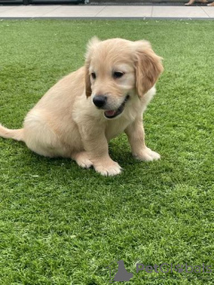 Photo №3. Beautiful golden retriever for free adoption. Germany