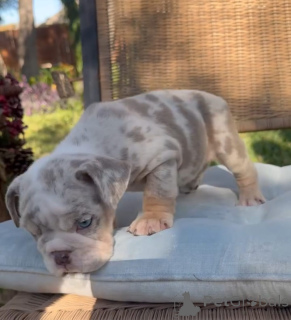 Photo №2 to announcement № 174641 for the sale of english bulldog - buy in Czech Republic breeder