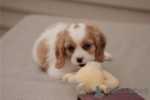 Photo №1. cavalier king charles spaniel - for sale in the city of Wyoming | negotiated | Announcement № 110071