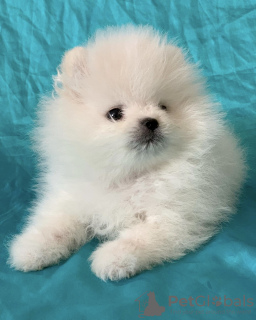 Photo №4. I will sell pomeranian in the city of Абботсфорд. from nursery - price - 4000$