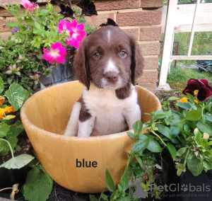 Photo №1. english springer spaniel - for sale in the city of Berlin | Is free | Announcement № 126932