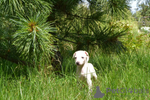 Photo №1. italian greyhound - for sale in the city of Brest | 1500$ | Announcement № 23209