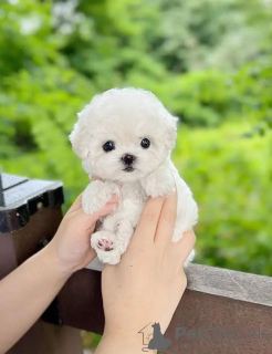 Photo №3. Malteserwelpen (Teacup-Welpen) zur Adoption. Poland