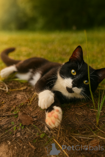 Photo №2 to announcement № 147520 for the sale of  - buy in Russian Federation private announcement