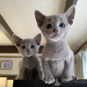 Photo №3. We have beautiful Russian blue kittens for sale,. United States