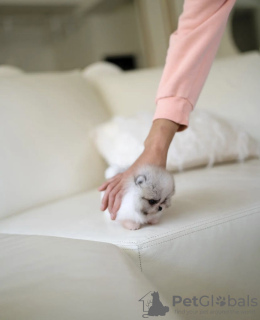 Photo №4. I will sell pomeranian in the city of Los Angeles. private announcement - price - 300$