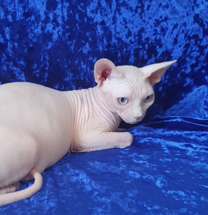 Photo №4. I will sell sphynx-katze in the city of Dnipro. from nursery - price - 1000$