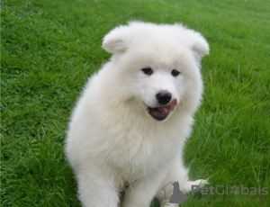 Photo №1. samoyed dog - for sale in the city of Portsmouth | negotiated | Announcement № 123503