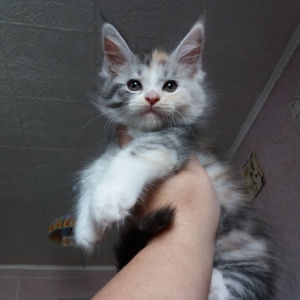 Photo №2 to announcement № 3061 for the sale of maine coon - buy in Russian Federation from nursery
