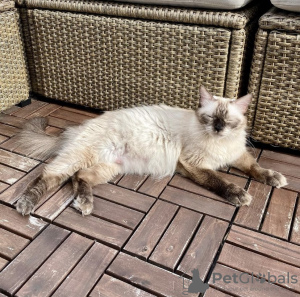 Photo №3. Siamese grown cat. Germany