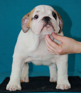 Photo №1. english bulldog - for sale in the city of Yekaterinburg | negotiated | Announcement № 2127