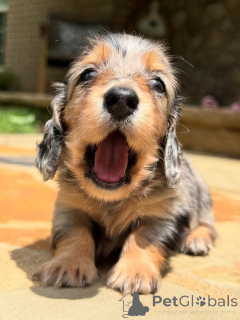 Photo №3. Dachshund puppies for adoption. Switzerland