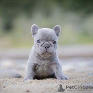 Photo №1. french bulldog - for sale in the city of Бохум | negotiated | Announcement № 64578