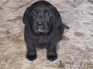 Photo №3. Labrador Retriever puppies from champion ancestry. Serbia