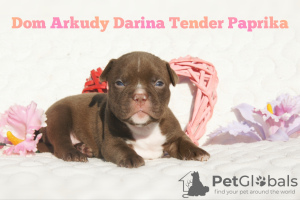 Photo №3. American Bully Kennel. Russian Federation