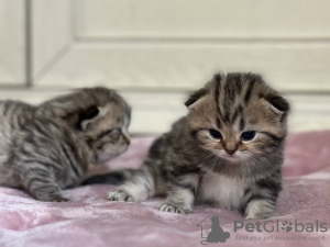 Photo №2 to announcement № 47504 for the sale of scottish fold - buy in Belarus from nursery