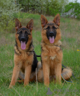 Photo №2 to announcement № 79839 for the sale of german shepherd - buy in United States private announcement, from nursery, breeder