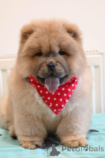 Photo №1. pomeranian - for sale in the city of Belgrade | negotiated | Announcement № 139196