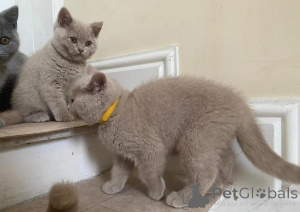 Photo №1. british shorthair - for sale in the city of Luxembourg | Is free | Announcement № 165310