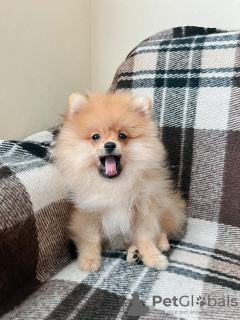 Photo №4. I will sell pomeranian in the city of Tbilisi. private announcement - price - 700$