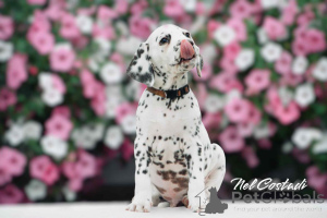 Photo №2 to announcement № 145969 for the sale of dalmatian dog - buy in Estonia breeder