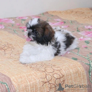 Photo №3. Shih tzu. United States