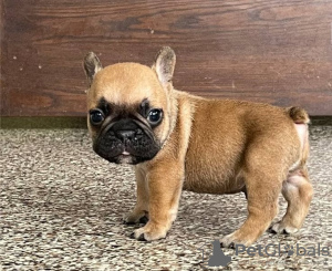 Photo №2 to announcement № 19435 for the sale of french bulldog - buy in Switzerland breeder