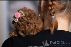 Photo №1. poodle (toy) - for sale in the city of Бачка-Паланка | negotiated | Announcement № 119902