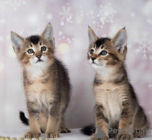 Photo №4. I will sell caracal in the city of Москва. breeder - price - 1585$