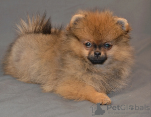 Photo №2 to announcement № 62846 for the sale of pomeranian - buy in Russian Federation breeder
