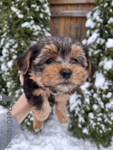 Photo №1. beaver yorkshire terrier, yorkshire terrier - for sale in the city of Tallinn | 671$ | Announcement № 161887