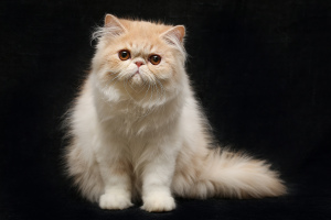 Photo №1. persian cat - for sale in the city of Biysk | 126$ | Announcement № 3962