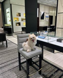 Photo №3. Toilet trained pomeranian. Belgium