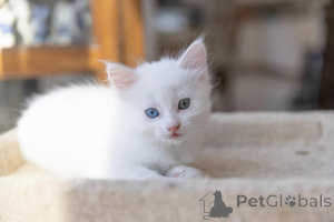 Photo №1. turkish angora - for sale in the city of Mühldorf | 361$ | Announcement № 173539