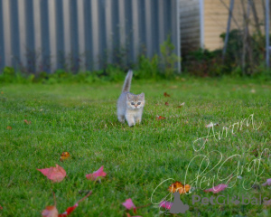 Photo №4. I will sell british shorthair in the city of Dubna. from nursery - price - 320$