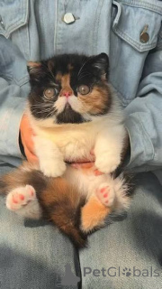 Photo №1. exotic shorthair - for sale in the city of Antwerp | 516$ | Announcement № 172705