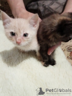 Photo №2 to announcement № 51136 for the sale of persian cat - buy in Ukraine private announcement