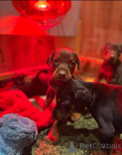 Photo №2 to announcement № 138805 for the sale of non-pedigree dogs - buy in United Kingdom breeder