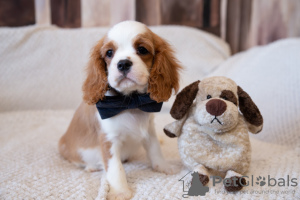 Photo №3. Puppies Cavalier King Charles Spaniel. Estonia