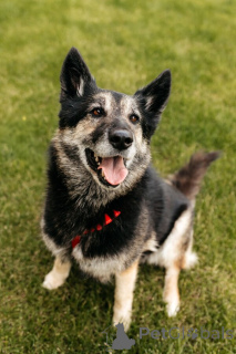 Photo №2 to announcement № 154085 for the sale of non-pedigree dogs - buy in Russian Federation private announcement