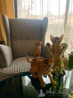 Photo №4. I will sell abyssinian cat in the city of Paris. private announcement - price - negotiated