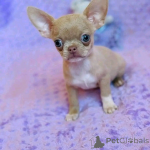 Photo №3. Teacup chihuahua puppies available. United States