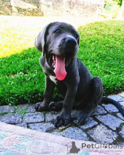 Photo №1. cane corso - for sale in the city of Helsinki | 581$ | Announcement № 80558