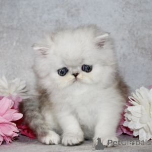 Photo №1. persian cat - for sale in the city of Hammelburg | 361$ | Announcement № 173530