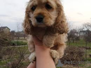 Photo №3. American cocker spaniel puppies available for sale. Belgium