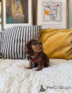Photo №3. Beautiful Chocolate Dachshund Girl with a Sweet Little Face Description Meet. United States