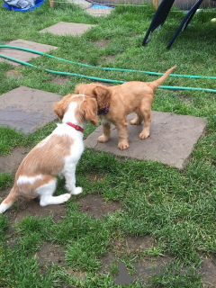 Additional photos: Cavalier King Charles Spaniel Puppies.