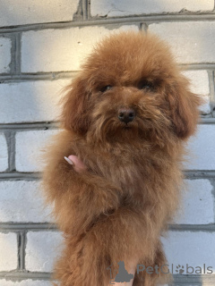 Photo №4. I will sell poodle (toy) in the city of Kiev. private announcement, from nursery, breeder - price - 1032$