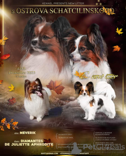 Photo №1. papillon dog - for sale in the city of Minsk | negotiated | Announcement № 88285