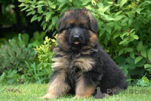 Photo №1. german shepherd - for sale in the city of Essingen | 465$ | Announcement № 169442